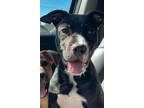 Adopt Manchee a Labrador Retriever, Pit Bull Terrier