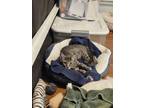 Adopt Mr. Gray a Domestic Short Hair