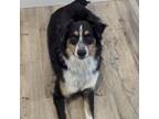 Adopt Ozzie a Australian Shepherd