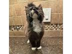 Adopt Ash a Domestic Long Hair