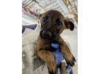 Adopt Falcon a German Shepherd Dog, Belgian Shepherd / Malinois
