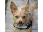 Adopt Elijah a Terrier