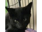 Adopt Licorice a Domestic Short Hair