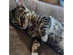 Adopt Squirrel a Domestic Short Hair