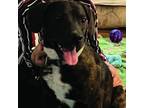 Adopt Biscuit a Plott Hound