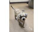 Adopt Xavier a Lhasa Apso, Mixed Breed
