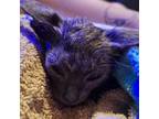 Adopt Bluey a Russian Blue, Domestic Short Hair