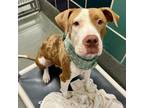 Adopt Brock a American Staffordshire Terrier, Mixed Breed