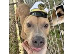 Adopt Bosco a American Staffordshire Terrier, Mixed Breed