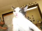 Adopt Juno a Domestic Short Hair