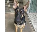 Adopt Ruger a German Shepherd Dog