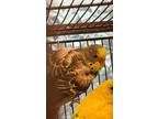 Adopt Sage a Budgie / Budgerigar