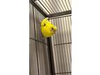 Adopt Butter a Budgie / Budgerigar