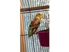 Adopt Starr a Budgie / Budgerigar