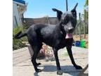 Dog for adoption - Reeces, an Australian Kelpie Mix