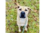 Adopt Lady a Great Dane / Mixed Breed (Medium) dog in Whitestone, NY (23884611)