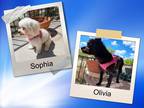 Adopt Olivia and Sophia - N.TX a White - with Black Bichon Frise / Terrier