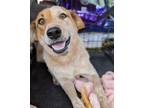 Adopt LOUIE a Red/Golden/Orange/Chestnut - with White Australian Cattle Dog /
