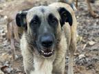 Adopt Theo - PLEASE READ ALL INFORMATION a Tan/Yellow/Fawn - with Black