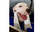 Adopt Rosie a White - with Black American Pit Bull Terrier / Mixed dog in