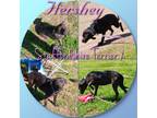 Adopt Hershey a Black Pit Bull Terrier / Mixed Breed (Medium) / Mixed dog in