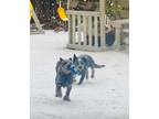 Adopt Lola a White - with Red, Golden, Orange or Chestnut Australian Cattle Dog