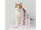 Adopt Larry a White (Mostly) Domestic Shorthair (short coat) cat in King City