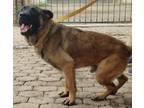 Adopt Silver a Black - with Tan, Yellow or Fawn German Shepherd Dog / Terrier