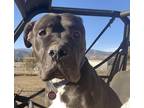 Adopt Booker fka Sabook/Harley a Black - with White Mastiff / Mixed Breed