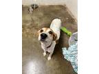 Adopt Luanne Platter a Tricolor (Tan/Brown & Black & White) Hound (Unknown Type)