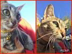 Adopt Lattle a Domestic Shorthair / Mixed cat in Fresno, CA (34411190)