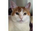 Adopt Clementine a White (Mostly) Domestic Shorthair (short coat) cat in
