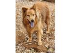 Adopt Dee Dee a Chow Chow / Mixed Breed (Medium) dog in San antonio