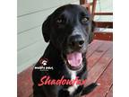 Adopt Shadowfax a Black - with White Labrador Retriever dog in Council Bluffs