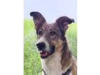 Adopt REESE - (local) so sweet (sf) tripaw a Brown/Chocolate - with White