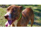 Adopt Aster a Brindle Mixed Breed (Medium) dog in Ridgeland, SC (36706560)
