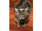Adopt Smokey a Domestic Mediumhair / Mixed (medium coat) cat in Brainardsville