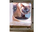 Adopt San Clemente (FERAL) a Domestic Shorthair / Mixed (short coat) cat in Fort