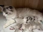 Ragdoll Litter