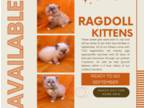 Ragdoll July Litter RTG September
