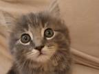 British Shorthair Male