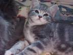 British Shorthair Tabby