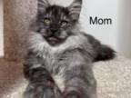 Maine Coon