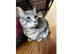 Greygrey, American Shorthair For Adoption In Laguna Woods, California