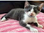 Kitten Alfie, Domestic Shorthair For Adoption In Salem, New Hampshire