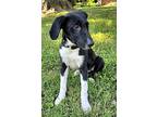 Puppy Clark, Labrador Retriever For Adoption In Salem, New Hampshire