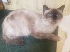 Mr. Brown, Siamese For Adoption In Houston, Texas