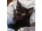 Gretel #cute-mini-panther, Bombay For Adoption In Houston, Texas