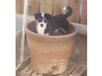 Mikey, Terrier (unknown Type, Small) For Adoption In Seattle, Washington