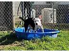 Sugar & Sweets, American Staffordshire Terrier For Adoption In Reed City
